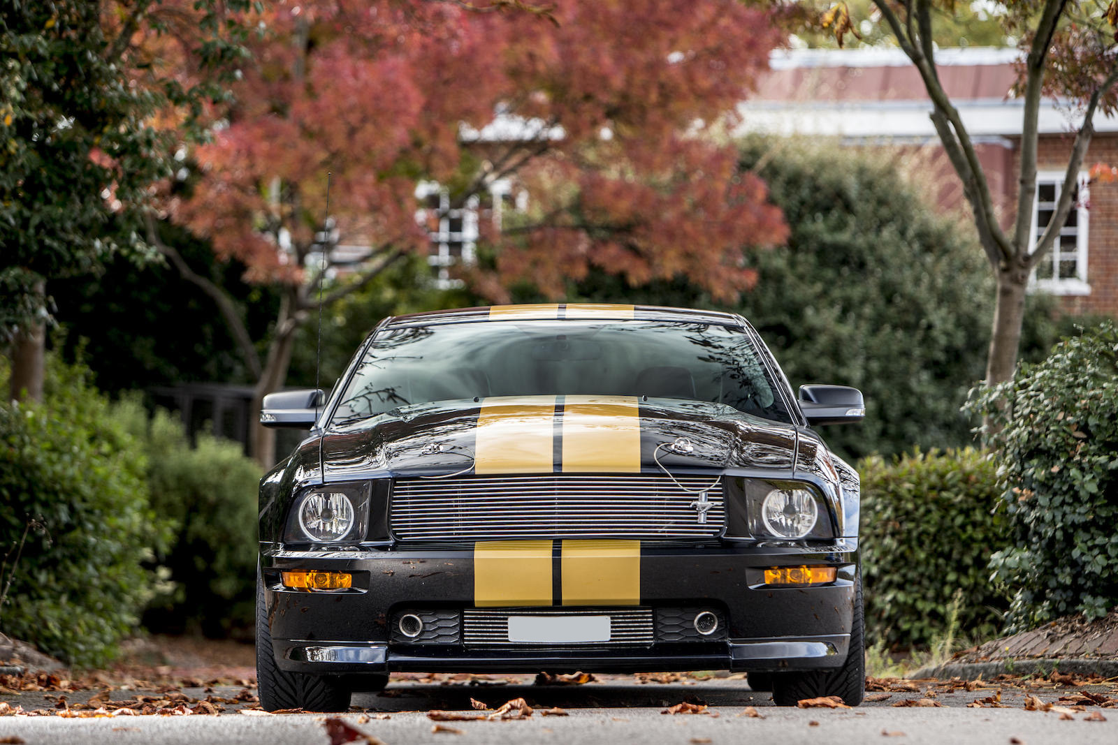 Mustang Shelby Hertz GT-H